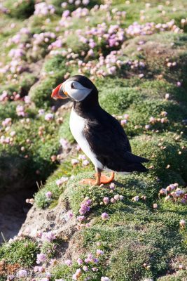 Macareux moine à Fair Isle