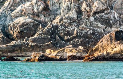 Ribambelles d'oiseaux à Runde