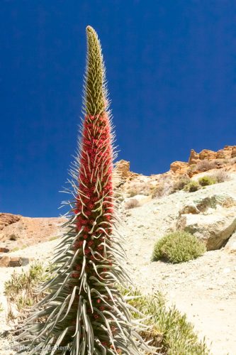 Les tajinastes rojos sont presque aussi fascinants que le volcan