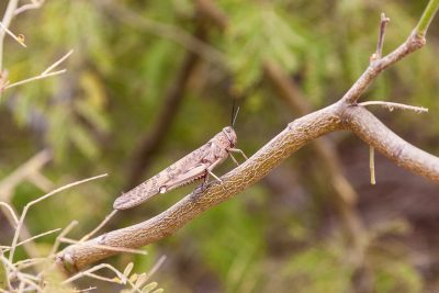 Une jolie sauterelle rose