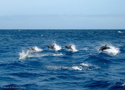 Nous avons droit à la plus belle des escortes pour quitter Mindelo