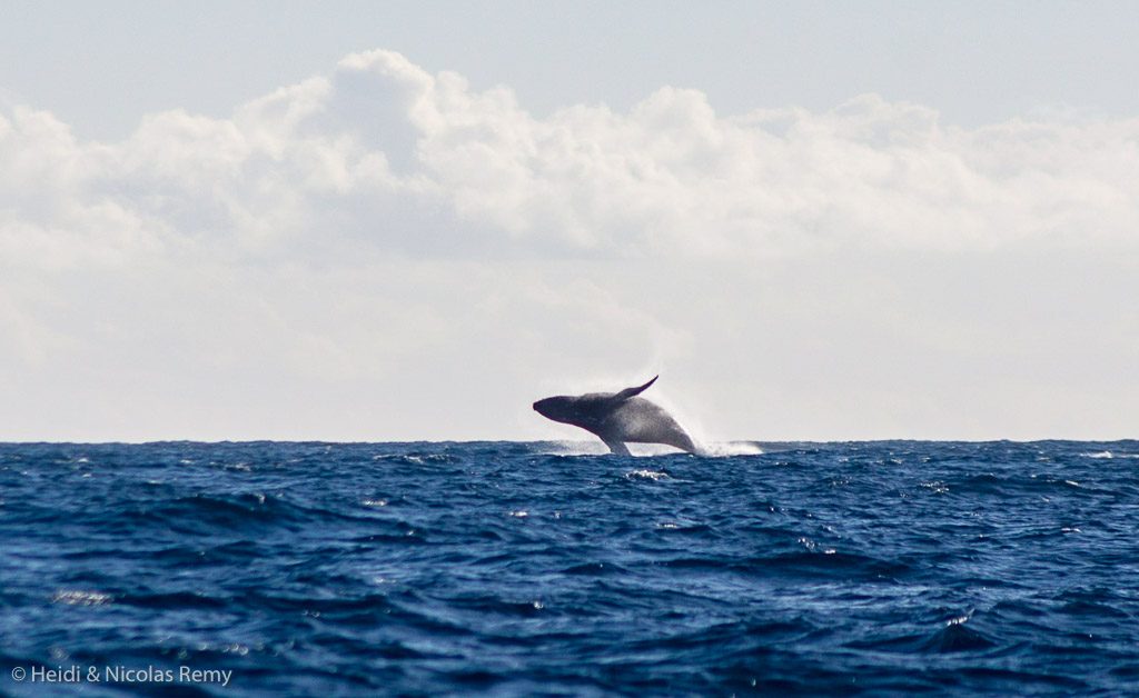 Ca parait tout petit, comme ça, mais ce sont 40 tonnes de baleine à bosse qui viennent de surgir de l'eau !