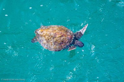 Une tortue vient nous saluer lors de notre escale au Cabo Frio