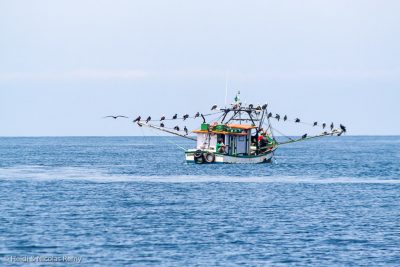 Les pêcheurs, charmants en mer - d'ailleurs les frégates aussi les adorent, n'est-ce-pas ? - sont moins courtois envers un bateau au mouillage, mais c'est toujours mieux qu'un bateau de touristes !