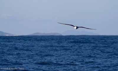 Rencontre avec les premiers (petits) albatros