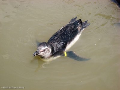 Ils sont assez rigolos nos nouveaux voisins du Museu Oceanografico...