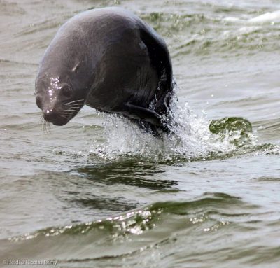 Eh hop ! Une otarie qui marsouine !