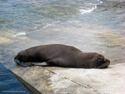 Le plus cocasse à Punta del Este, ce sont les lions de mer dans le port