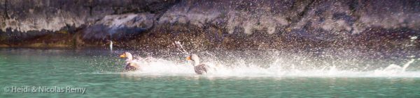 Les patos vapor semblent aimer la vie de couple, ce qui donne lieu à de beaux "duels de vitesse" !