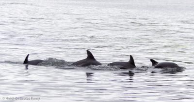 Nos compagnons les plus fidèles, même dans les glaces