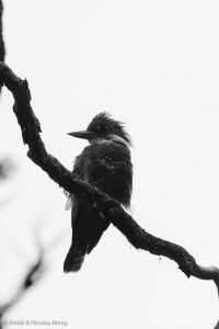 Autre oiseau que nous avons eu la chance d'observer : le martin-pêcheur