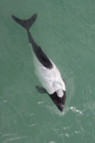 Dauphin de Commerson, noir et blanc.