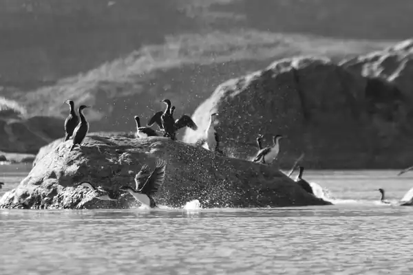 Photo en noir et blanc de rochers sur lesquels s'ébattent des cormorans.