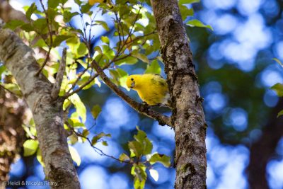 Un mohua nous regarde d’un air rigolo !