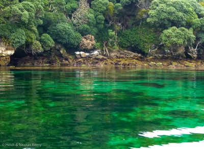 Jolie eau verte à Ernest Island, en arrivant à Port Pegasus