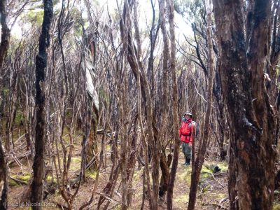 Difficile de progresser dans les manukas, sans parler de l’orientation !