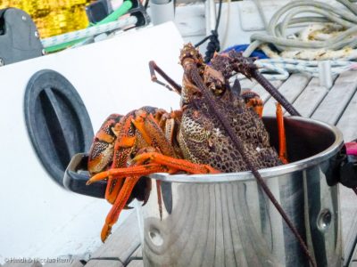 Pas petite cette crayfish !