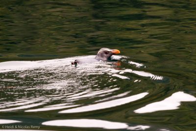Un bien joli gorfou du Fiordland