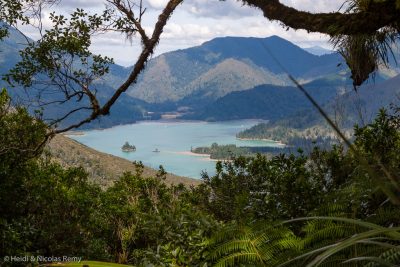 Entre Ngawhakawhiti Bay et Nydia Bay, le sentier serpente dans une belle végétation native, ce qui n’est malheureusement pas le cas partout dans le Pelorus Sound