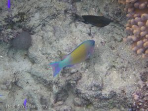 Superbe poisson perroquet