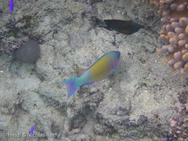 Pentecôte dans l’eau à Ténia