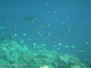 Poissons innombrables...