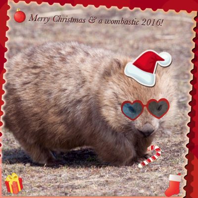 Wombat à Maria Island (Tasmanie)