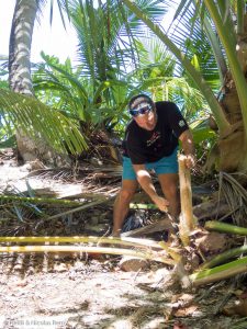 Il y a tant de cocotiers sur l'île que les quelques uns que nous aurons descendus pour en manger le cœur, comme ici, passeront vite inaperçus !