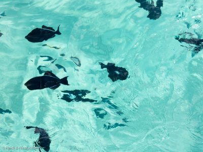 Les fameux balistes nettoyeurs d'Ascension, simplement noirs à première vue, mais néanmoins élégants.