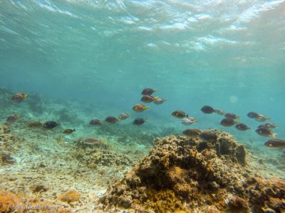 Joli banc de poissons-chirurgiens Joli banc de poissons-chirurgiens