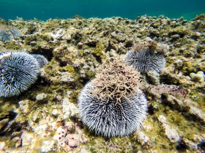 Oursins d'une variété pas rencontrée dans l'Indo-Pacifique'une variété pas rencontrée dans l'Indo-Pacifique Oursins d'une variété pas rencontrée dans l'Indo-Pacifique