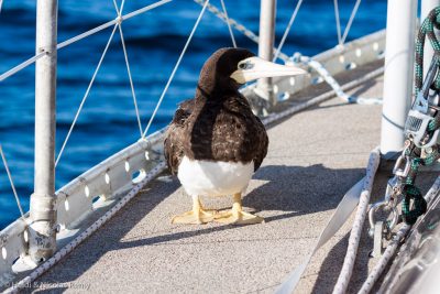 Bob le booby à son arrivée à bord