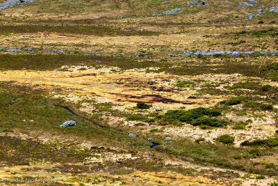 Couleurs étonnantes autour de la Caldeira Seca - c'est sans doute à cause de cela que Flores est surnommée Ilha Amarelo Torrado, l'île jaune rousse.
