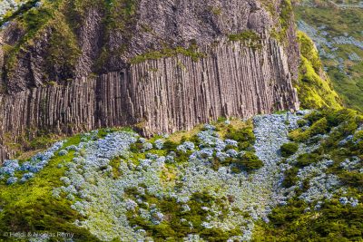 Des tapis d'hortensias bleus viennent souligner la magnifique Rocha das Bordões