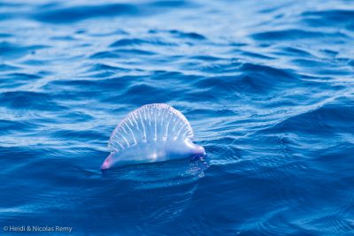 L'une des très nombreuses physalies qui vous font passer l'envie de vous baigner dans le coin