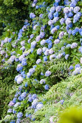 Pas de doute : nous sommes bien aux Açores. Mais dans quelle île ? Ce pourrait être Faial ou São Jorge, ou encore évidemment Flores...