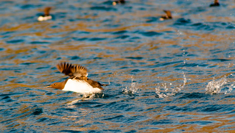 Guillemot prenant son envol autour de Runde