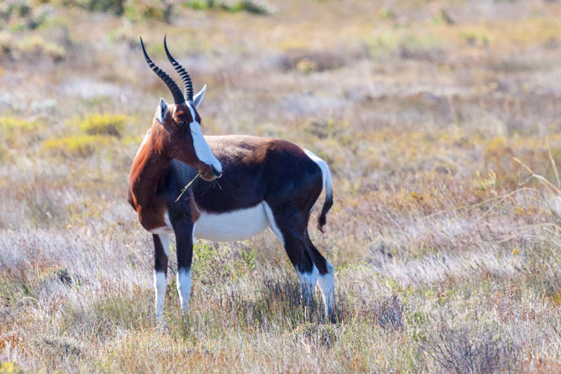 Un superbe damalisque à front blanc