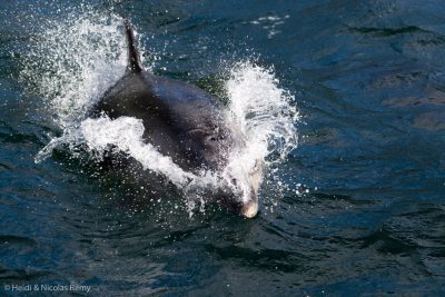 Les dauphins de Dusky Sound sont venus nos chercher par trois fois pour jouer !