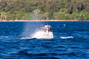 Imposants animaux que ces magnifiques baleines à bosse…