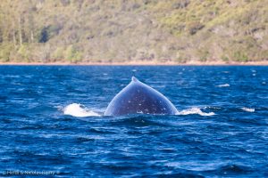 Imposants animaux que ces magnifiques baleines à bosse…
