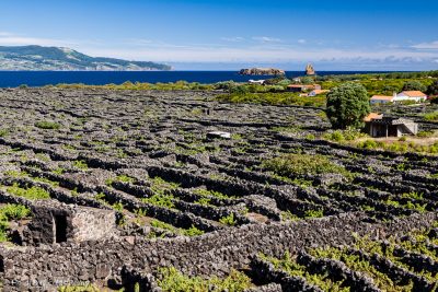 Incroyables vignobles en damier de pierre de lave. Le vin ne nous a pas convaincus, mais les paysages nous ont enchantés.